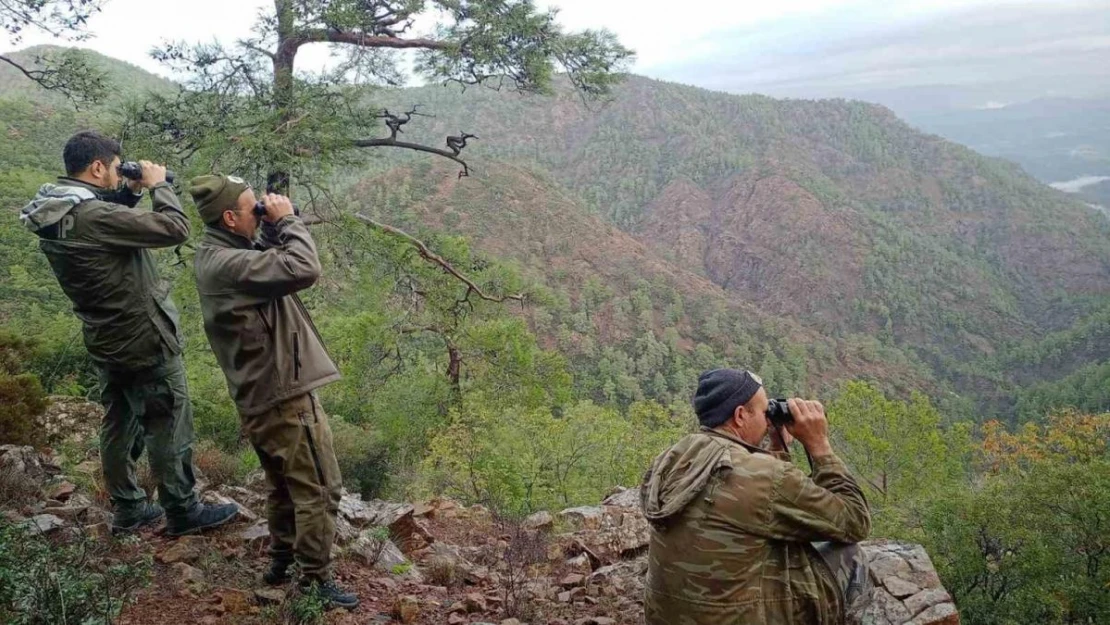 Köyceğiz'de yaban keçilerinin tespiti yapıldı