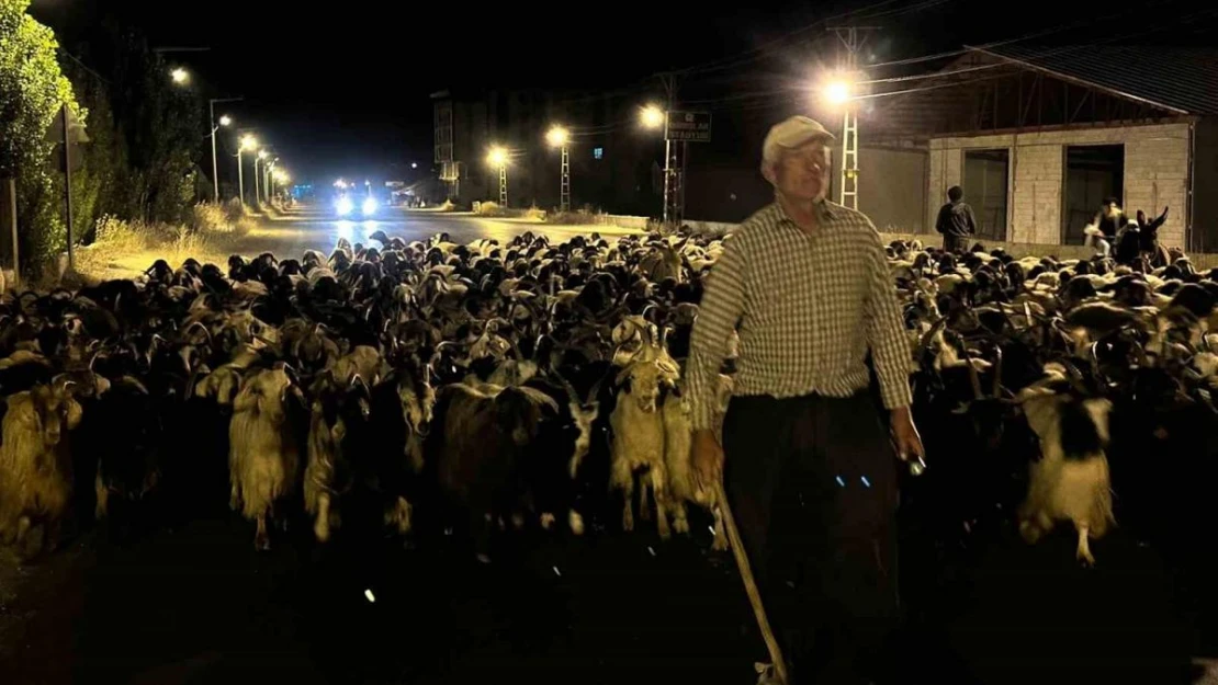 Koyun sürüsünün ilçe merkezinden geçişi sırasında renkli görüntüler ortaya çıktı