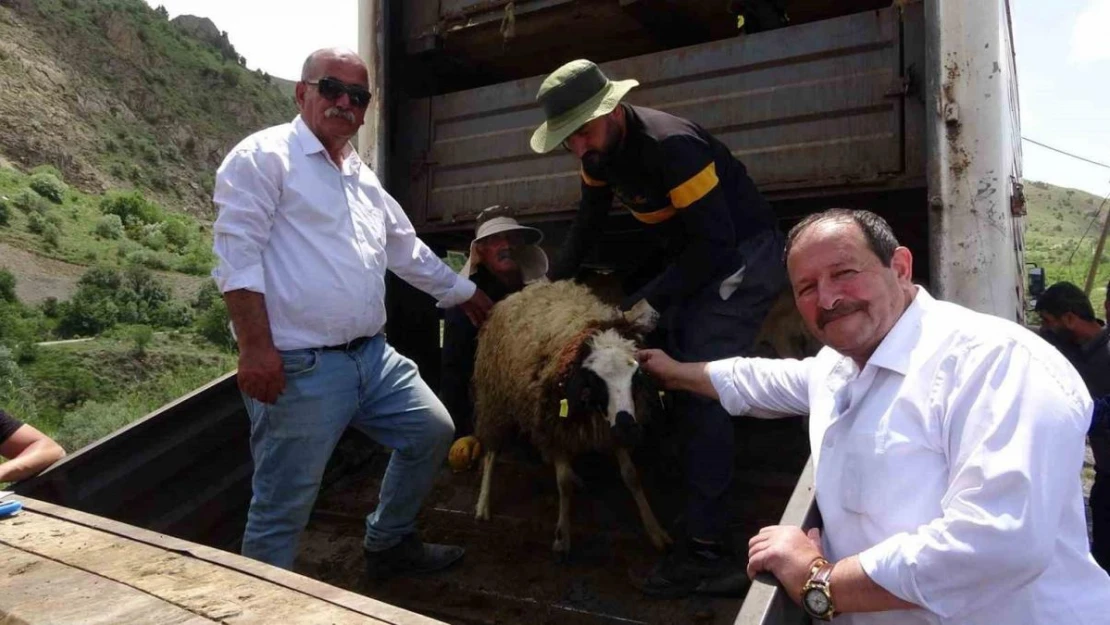 Hakkari'de köye dönüşe koyun desteği