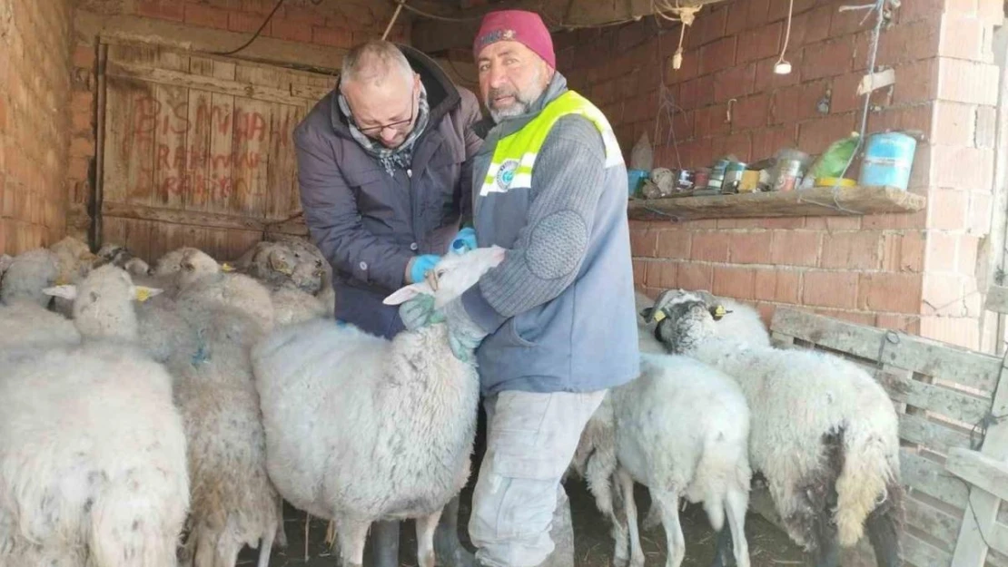 Küçükbaş hayvan yetiştiriciliği destekleme miktarında önemli artış