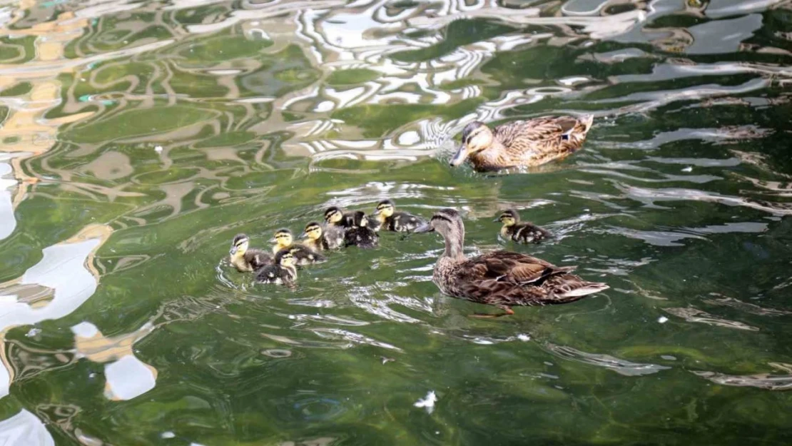 Kuğulu Park ailesi büyüdü