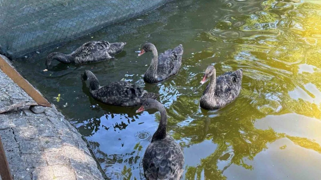 Kuğulu Park'taki yavru kuğular büyüdü