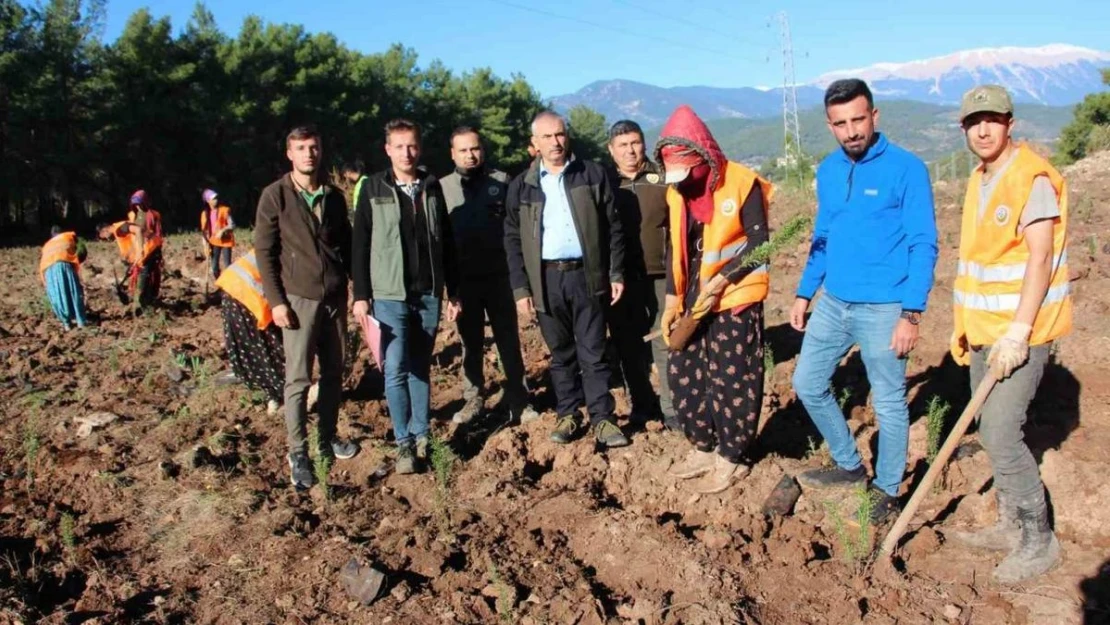 Kumluca'ya 50 dönümlük alanda ikinci bal ormanı