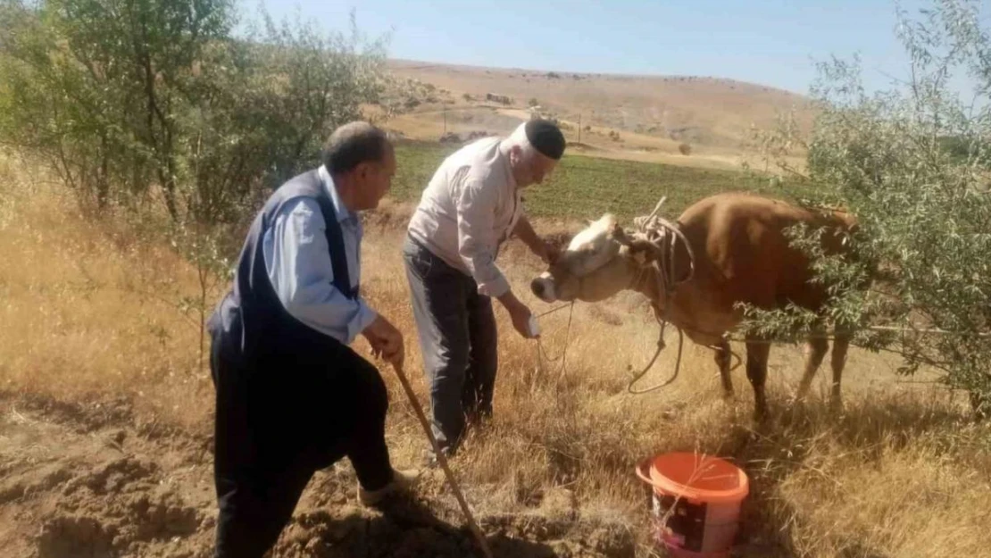 Kurbanda kaçmıştı... Zavallı inek 22 gün sonra bulundu... Peki şimdi ne olacak?