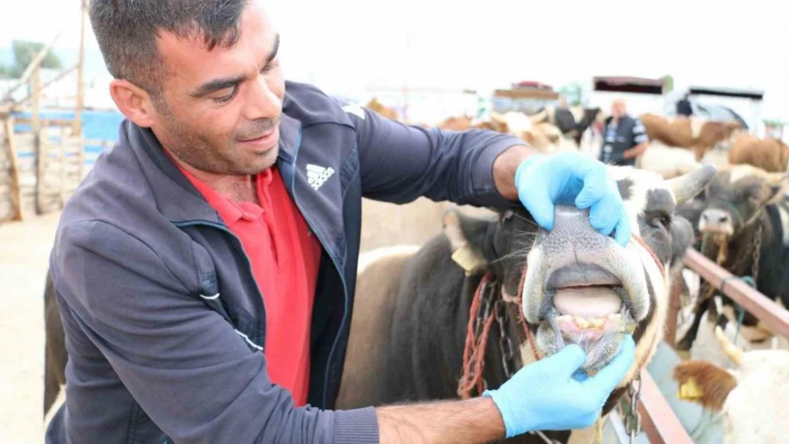 Kurbanlık denetimleri devam ediyor