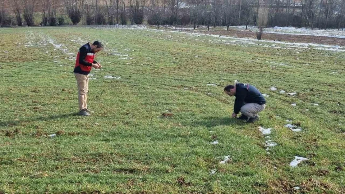 Kütahya'da buğday tohumlarının arazide ekiliş ve çimlenme kontrolleri