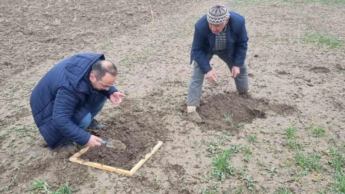 Kütahya'da hububat ekili alanlarda Ekin Kambur Böceği zararlısı tespit edildi