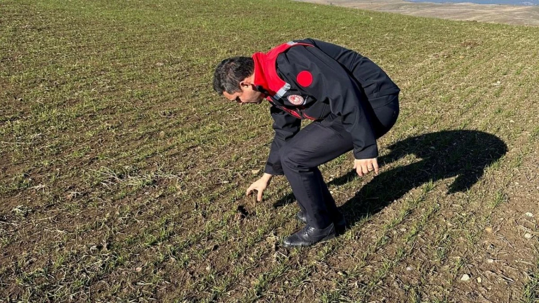 Kütahya'da hububat üretim alanlarında arazi kontrolleri