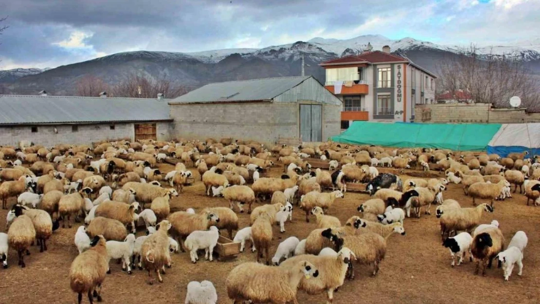 Kuzuların annelerine kavuşma anları