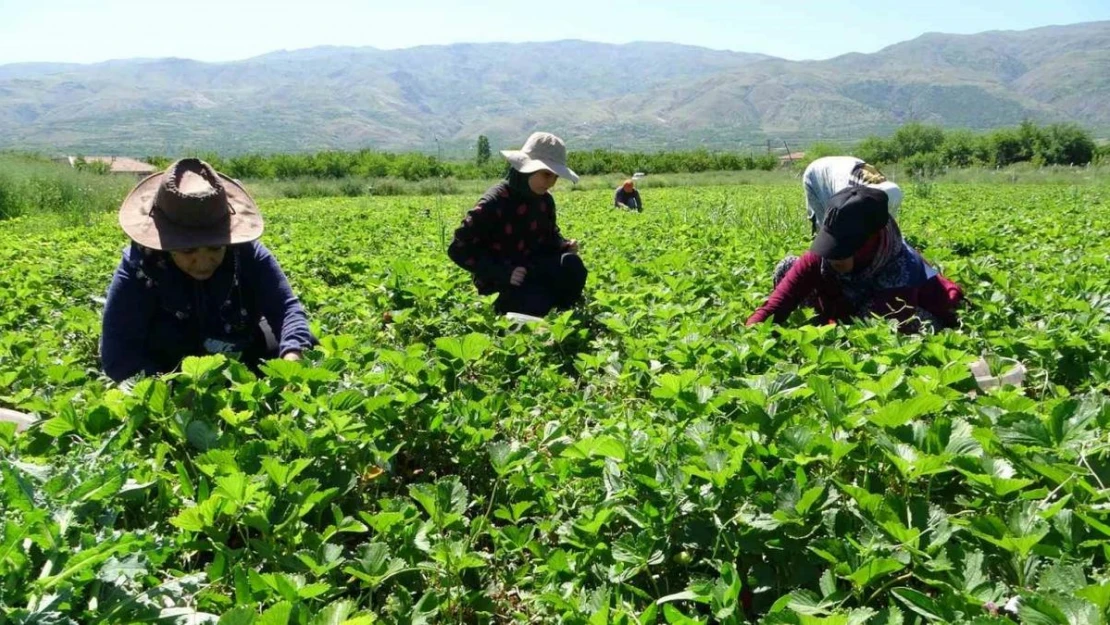 Malatya'da 'kırmızı elmas' hasadı başladı