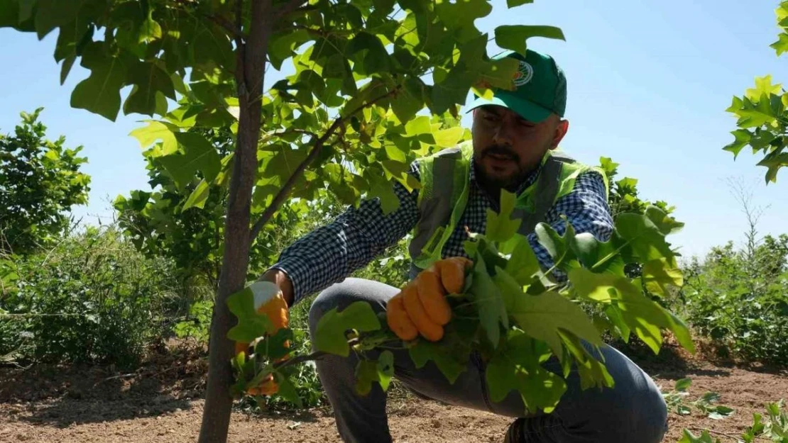 Malatya'da 30 bin fidan toprakla buluşacak