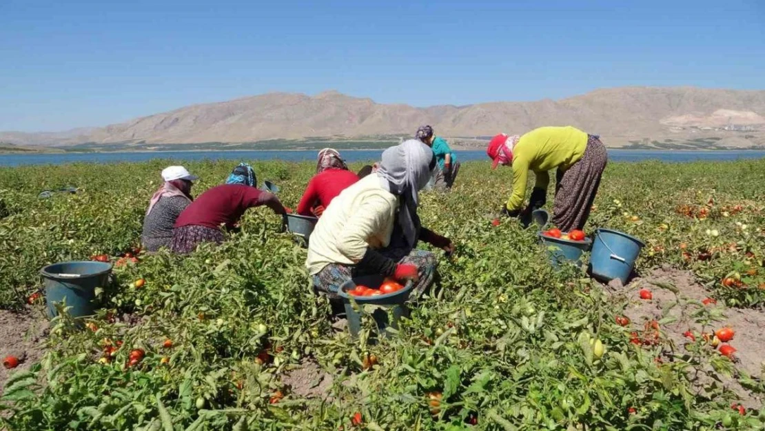 Malatya'da suların çekildiği baraj sahasında tarımsal üretim