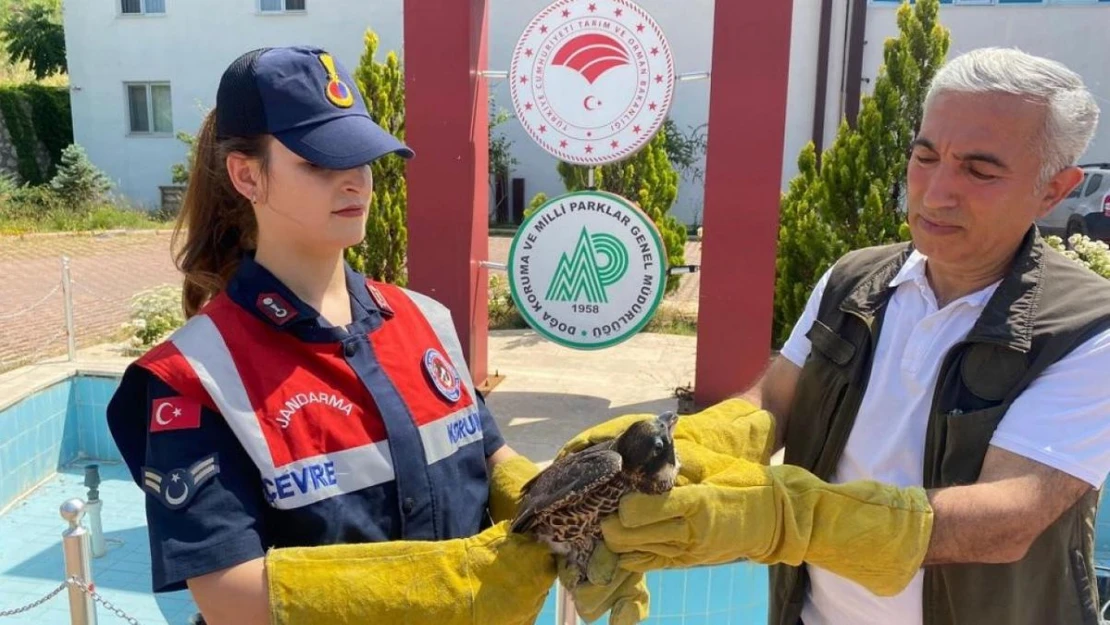 Malatya'da yaralı bulunan doğan tedavi altına alındı