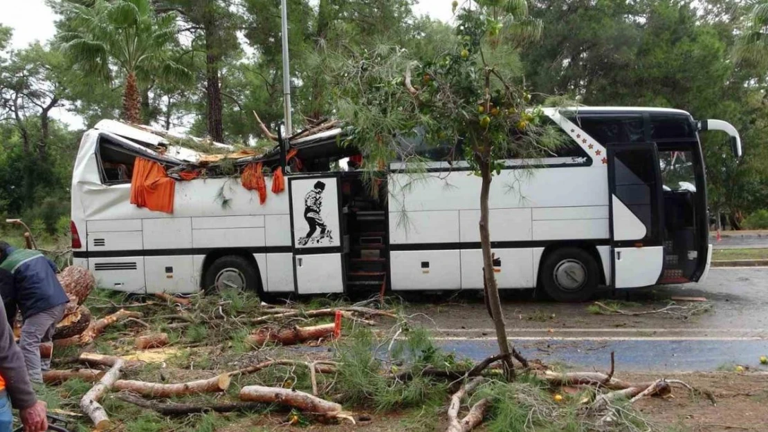 Manavgat'ta hortum asırlık çam ağaçlarını yerle bir etti