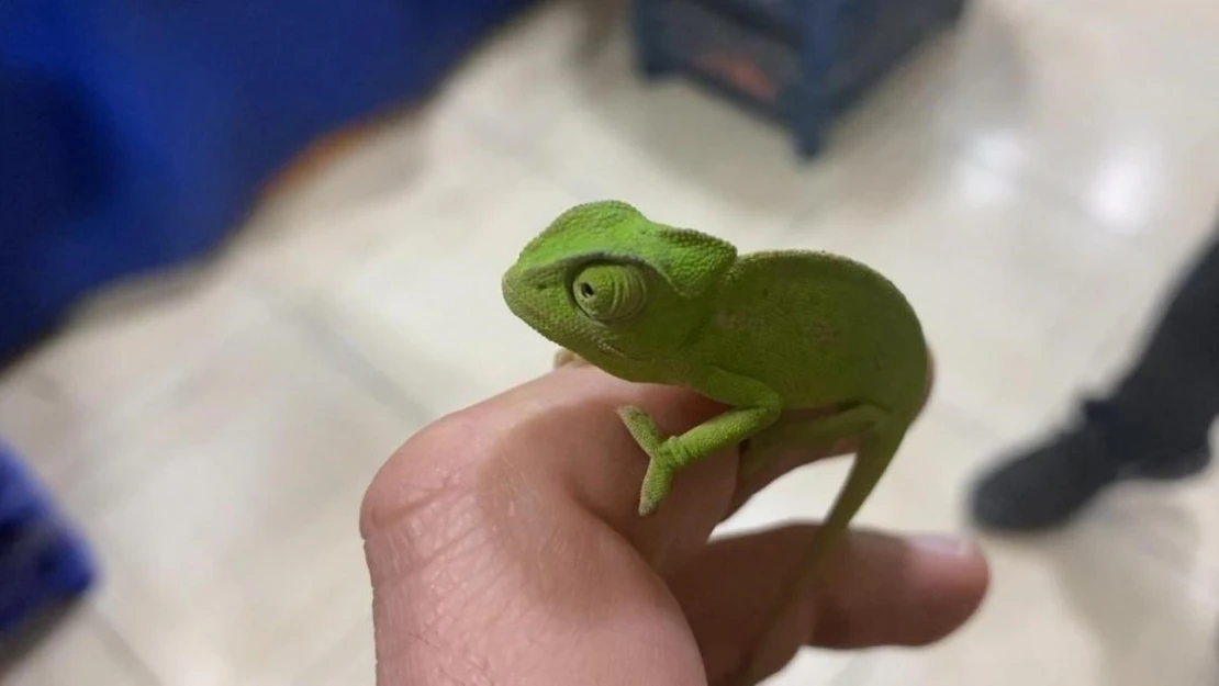 Mandalina kolisinden bukalemun çıktı