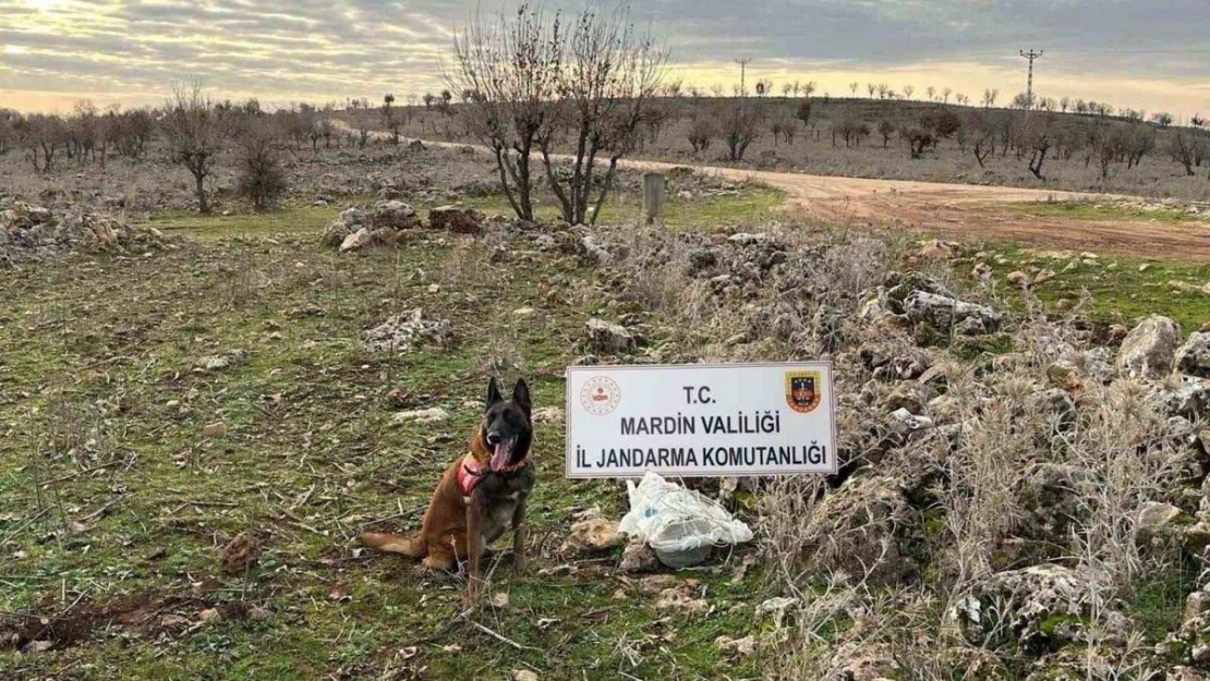 Mardin'de jandarmanın dikkati hain tuzağı bozdu