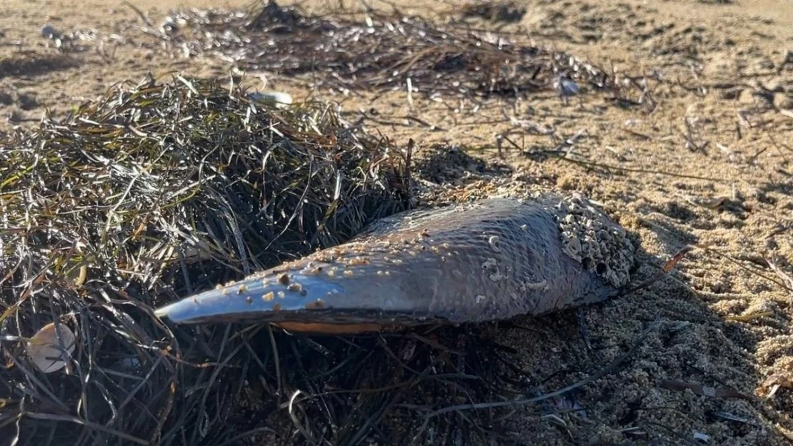 Marmara'nın umudu denilmişti ölen pinalar endişeye neden oldu