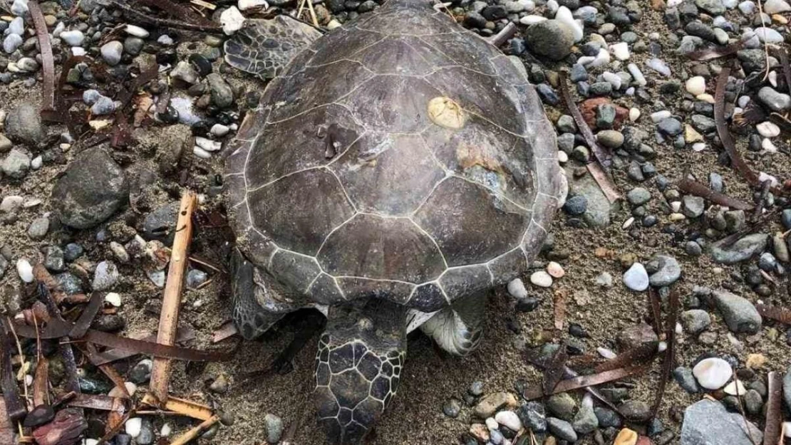 Marmaris sahilinde ölü yavru caretta bulundu