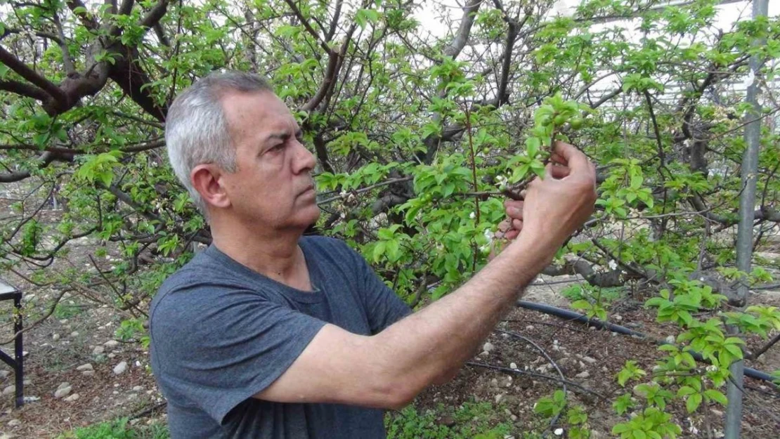 Mersin'de erik bahçeleri meyve vermeye başladı