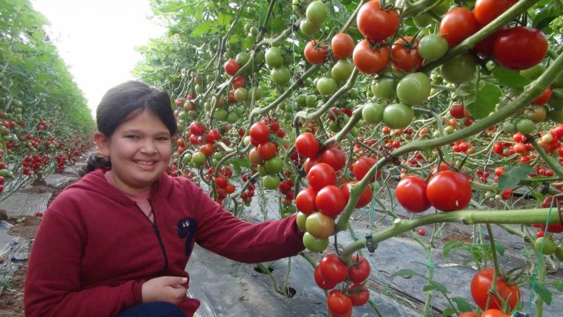 Mersin'de örtü altı domates hasadı başladı