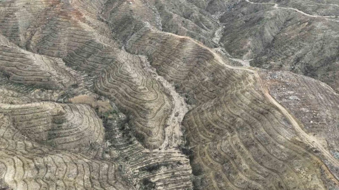 Mersin'de yanan orman sahasında ağaçlandırma çalışmaları tamamlandı