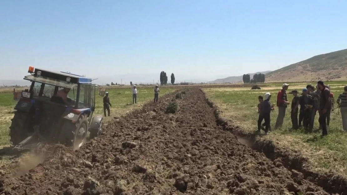 Meyan kökü bölgenin geçim kaynağı oldu