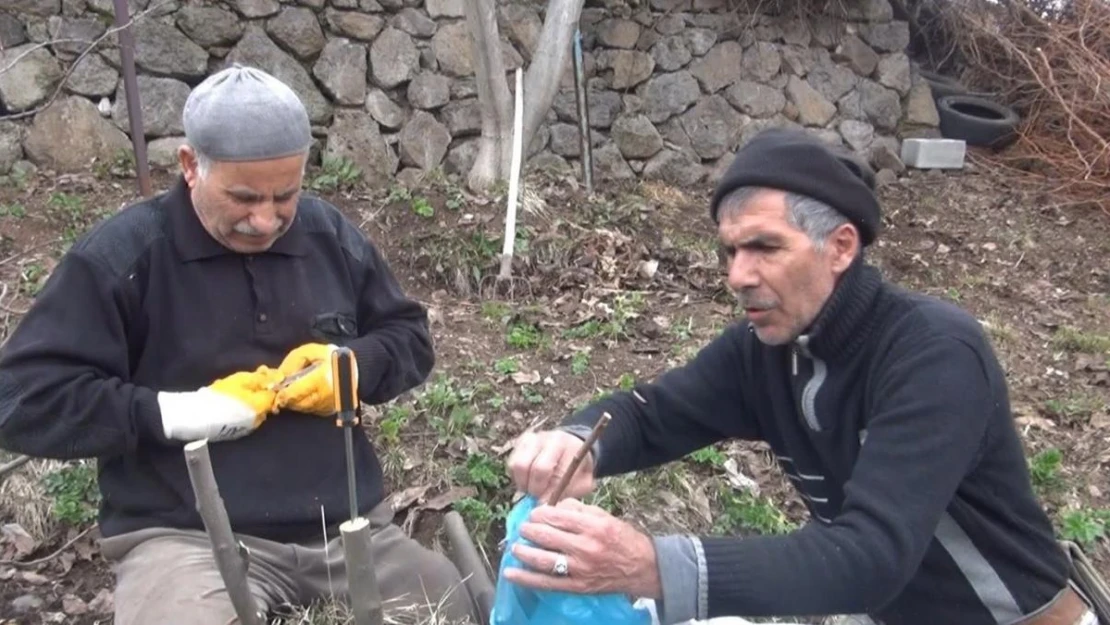 Meyve ağaçlarında aşılama dönemi başladı