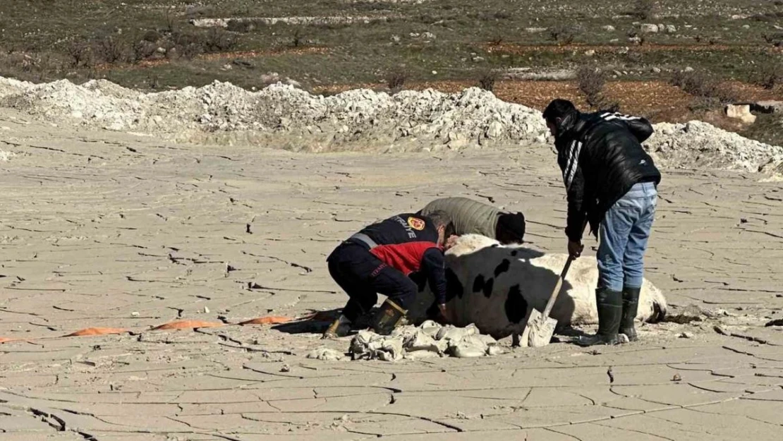 Midyat'ta bataklığa saplanan ineği itfaiye kurtardı