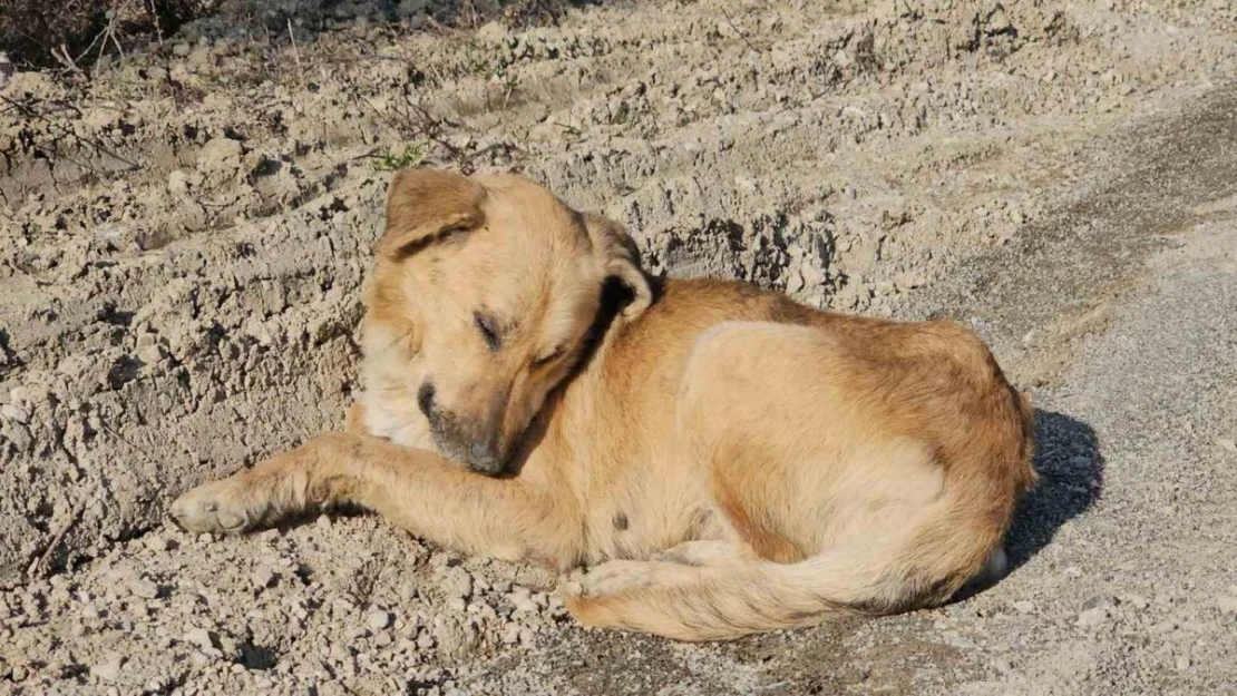 Milletvekili Ekmekci'den ölüme terk edilen köpeklerle ilgili açıklama: