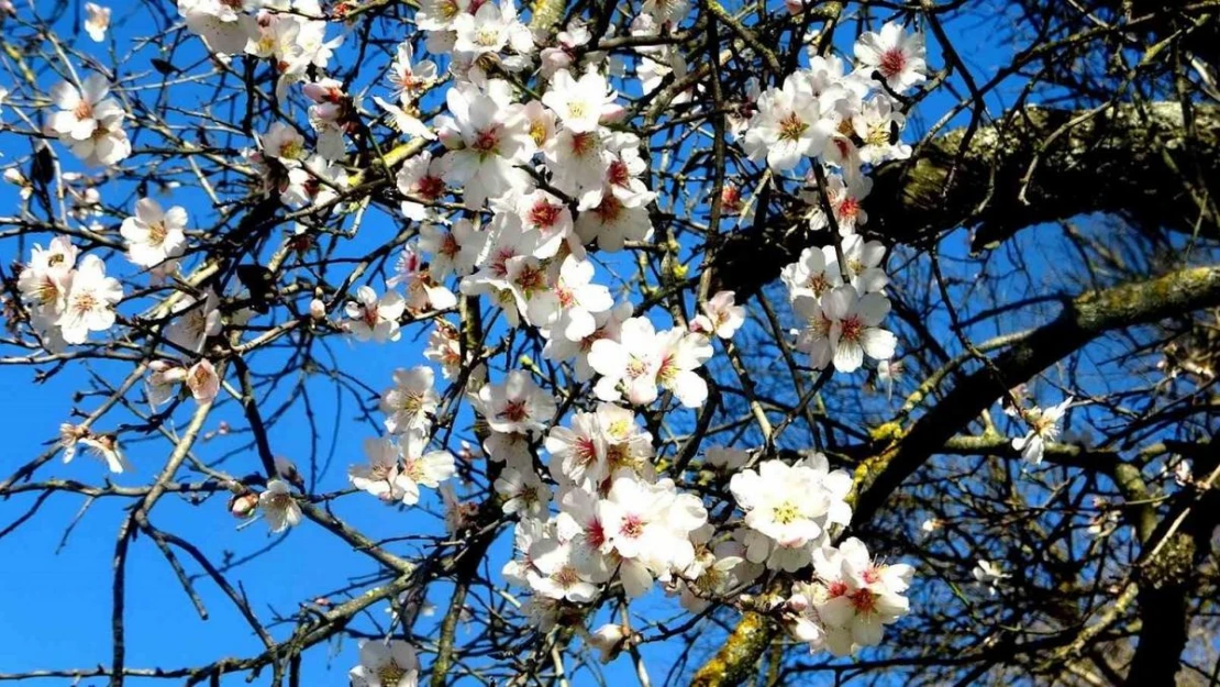 Muğla'da badem ağaçları çiçek açtı