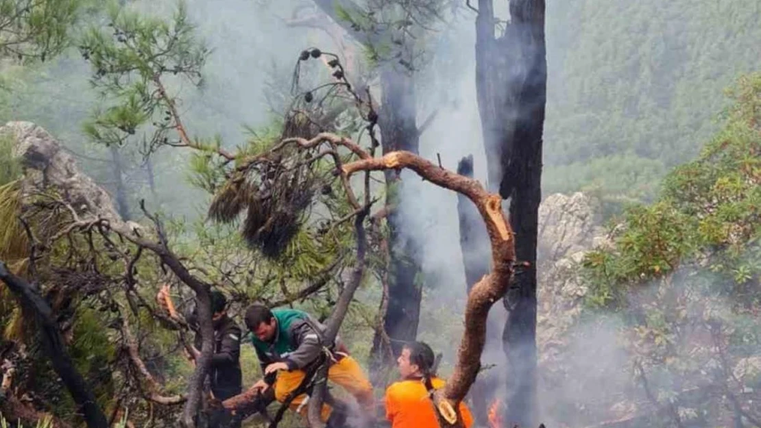 Muğla'da kış ortasında orman yangını