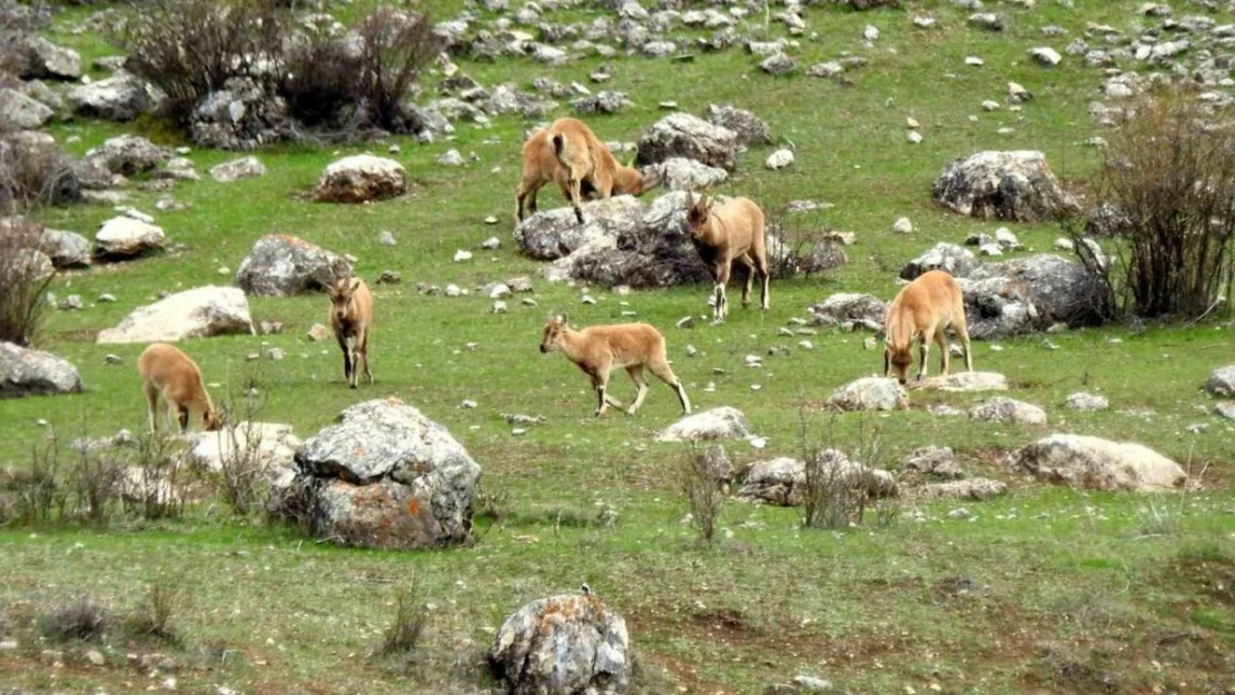 Munzur Dağlarında dağ keçileri görüntülendi