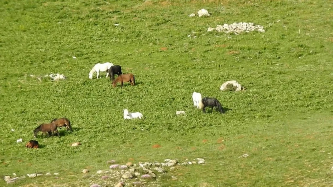 Munzur Dağlarındaki yılkı atları görüntülendi