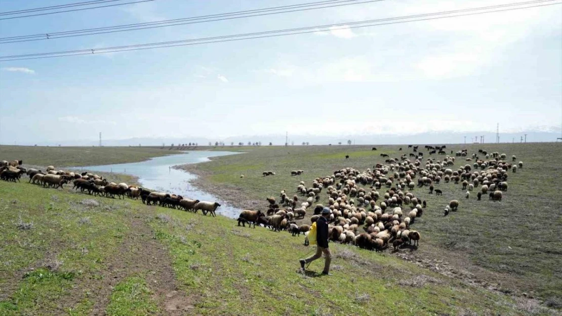 Muş Ovası oğlak ve kuzuların sesiyle şenlendi