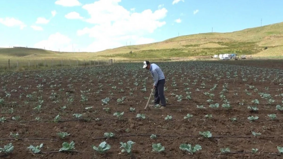 Muş'ta sevindirici haber... 30 yıl sonra köylerine dönüp tarıma başladılar