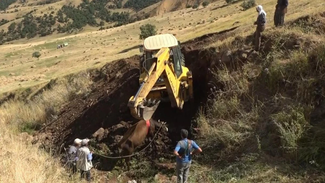 Muş'ta dereye düşen inek iş makinesiyle kurtarıldı