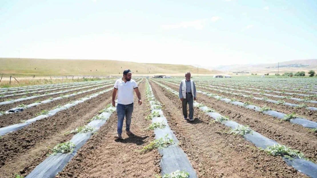 Muş'ta ekimi yapılan karpuzdan 2 milyar TL gelir bekleniyor