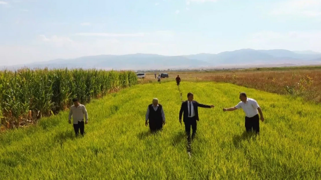 Muş'ta ilk defa deneme amaçlı ekilen pirincin hasadı öncesi son bakımı yapıldı