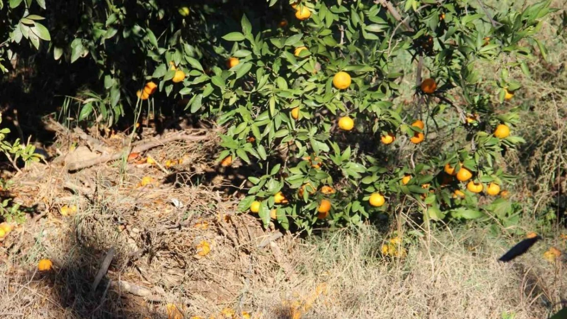 Narenciye üreticisini Akdeniz meyve sineği vurdu