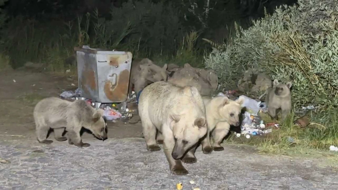 Nemrut'a pikniğe giden vatandaşlar ayı sürprizi ile karşılaşıyor