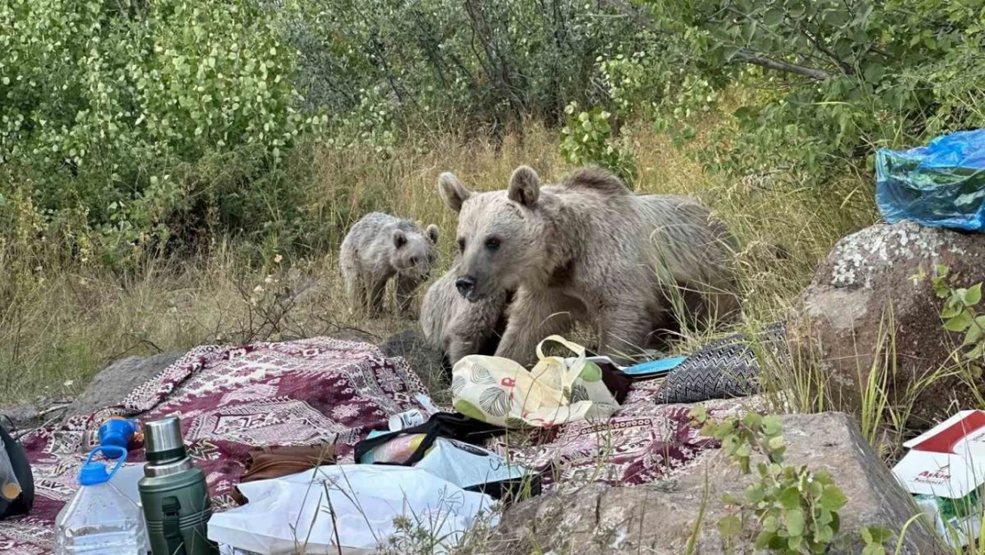 Nemrut'ta ayılar piknikçilerin sofrasına oturdu