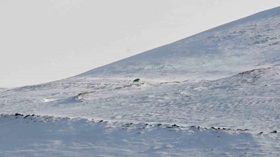 Nemrut'un ayıları bu yıl erken uyandı