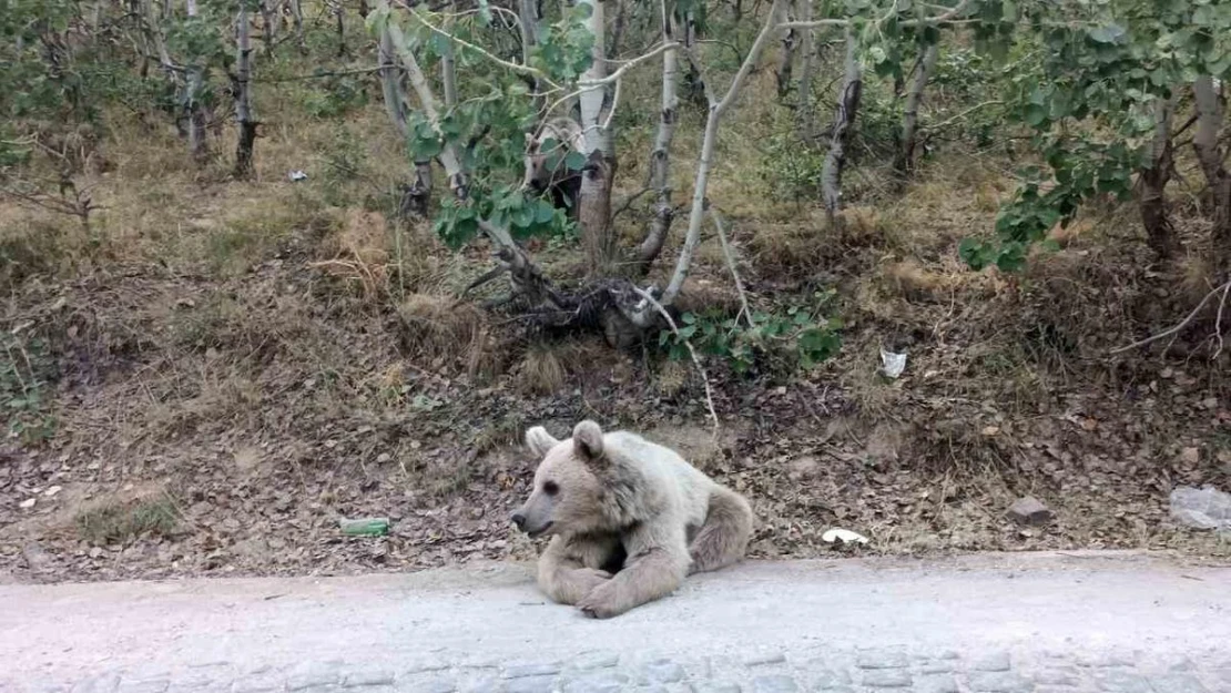 Nemrut'un ayıları vatandaşların ilgi odağı olmaya devam ediyor