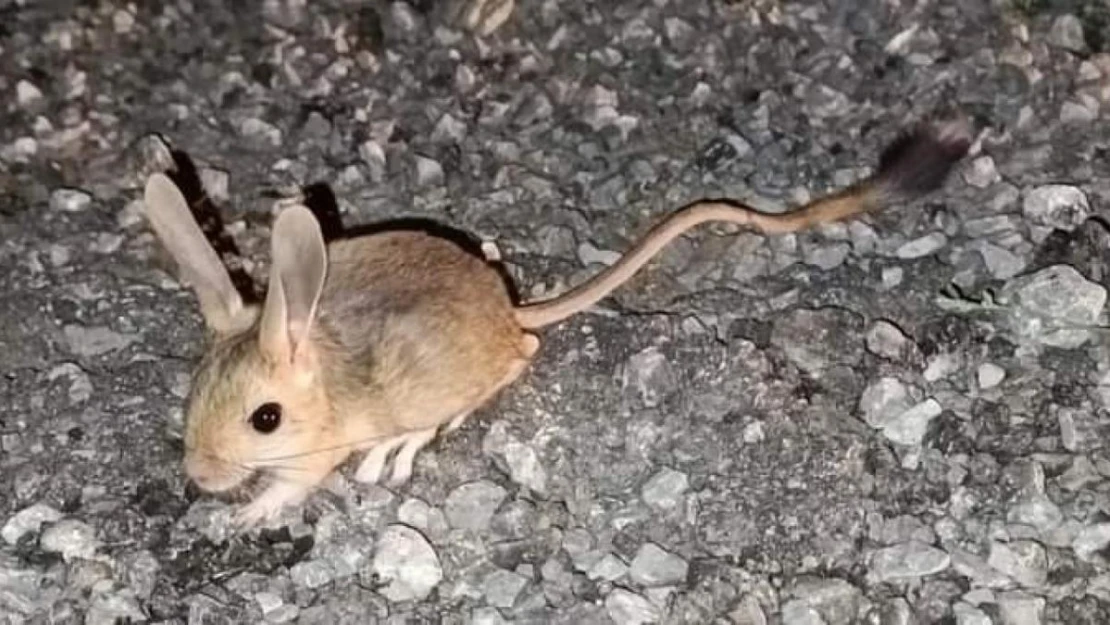 Nesli tükenmekte olan Arap tavşanı Erzincan'da görüntülendi