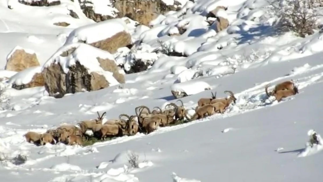 Niğde'de yaban hayvanları için doğaya yem bırakıldı