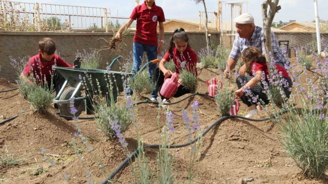 Okulda başlayan lavanta üretimi köye yayıldı