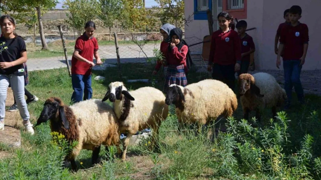 Okulun bahçesinde kalan 'kuzular' öğrencilerin maskotu oldu