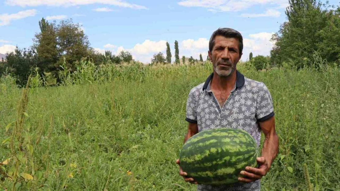 Oltu'da yerli üretim karpuz ilgi görüyor