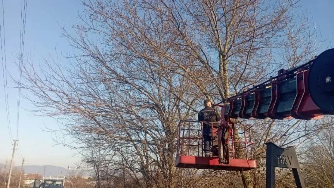 Olumsuz hava şartlarına karşı ağaçlar budanıyor