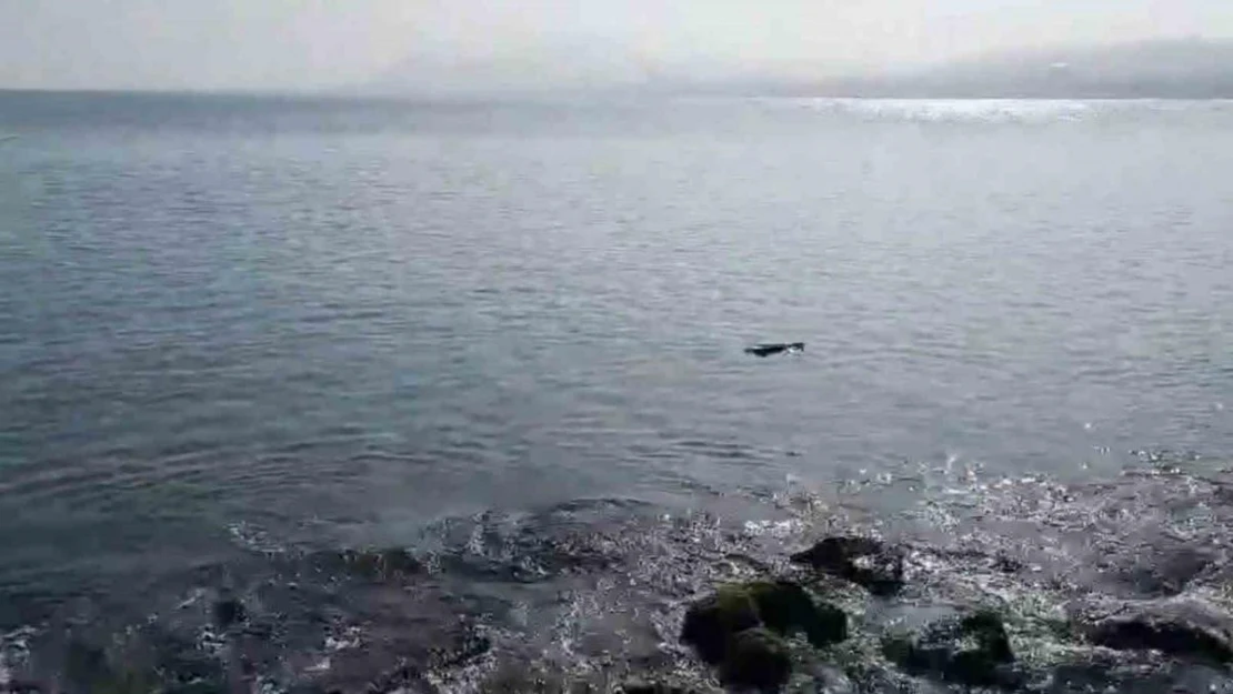 Ordu'da denizde su samuru görüntülendi